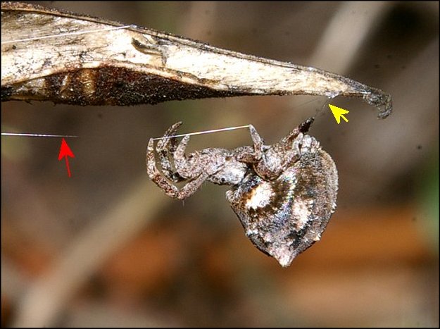 Hyptiotes paradoxus 8
