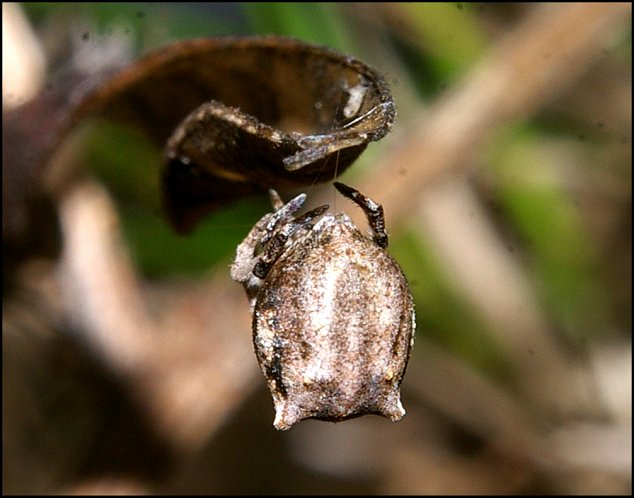 Hyptiotes paradoxus 9