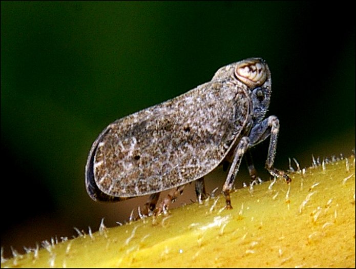 Hysteropterum sp.