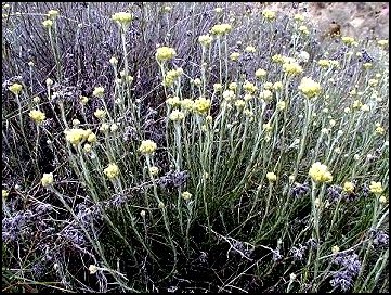 Immortelle