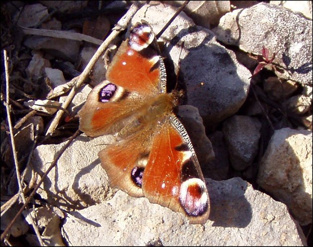 Inachis io 1