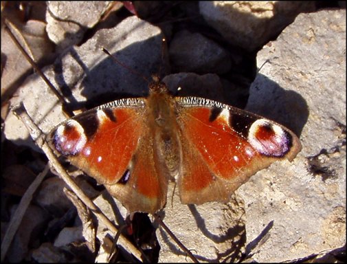 Inachis io 2