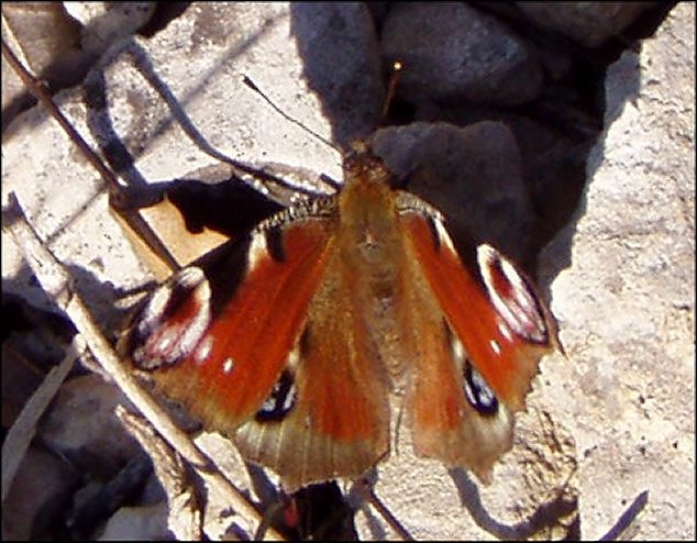 Inachis io 3