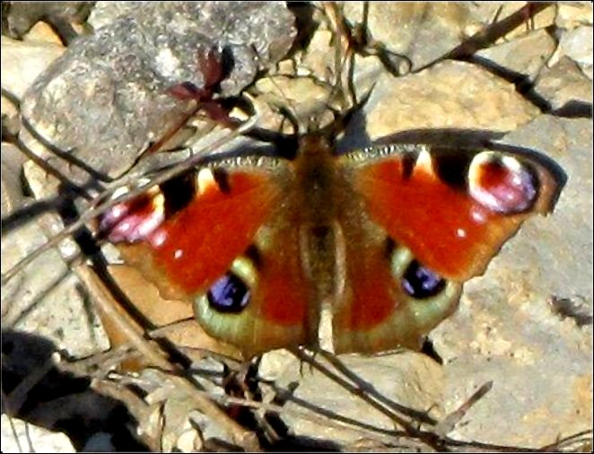 Inachis io 4