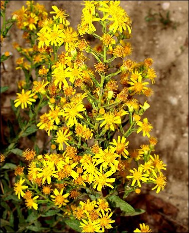 Inula viscosa 1