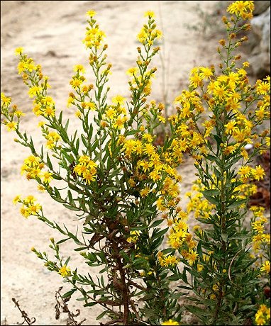 Inula viscosa 2