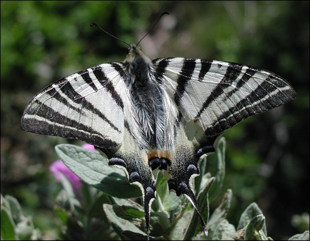 Iphiclides podalirius 1