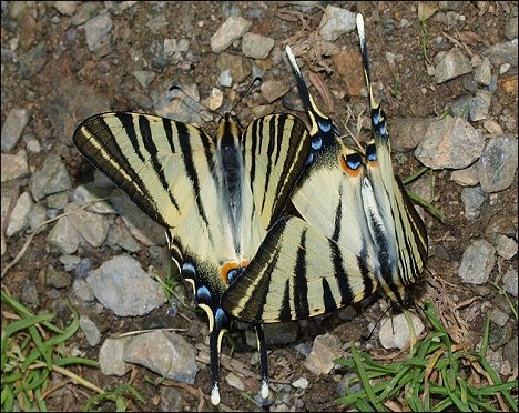 Iphiclides podalirius 10
