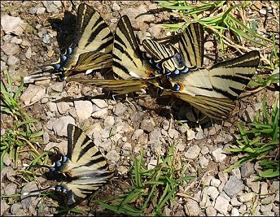 Iphiclides podalirius 11
