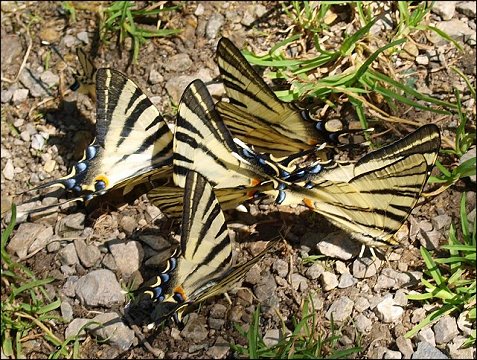 Iphiclides podalirius 12