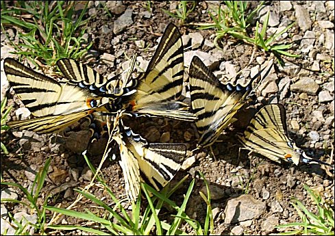 Iphiclides podalirius 13