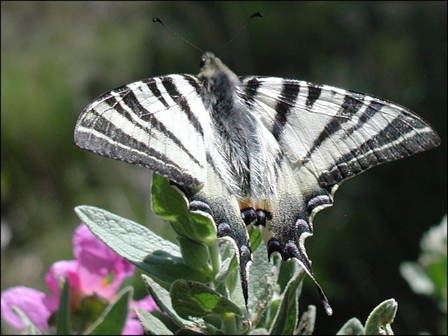Iphiclides podalirius L.