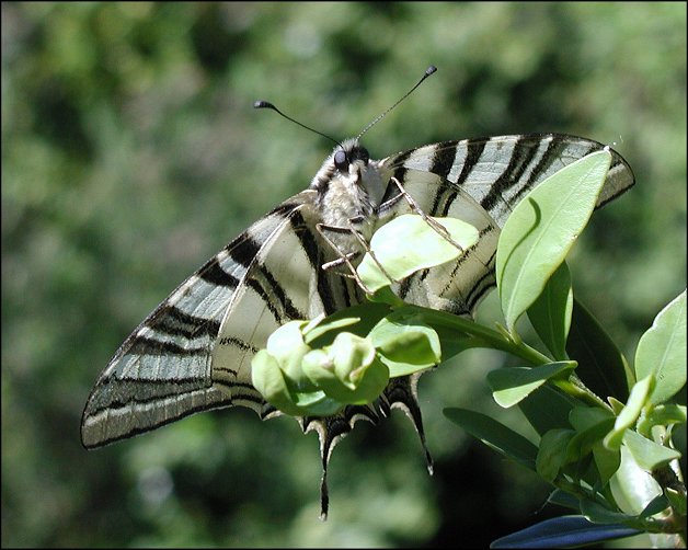 Iphiclides podalirius 3