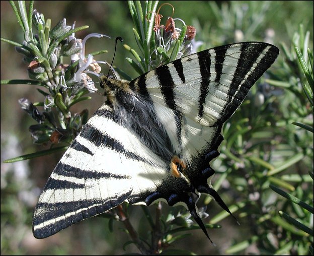 Iphiclides podalirius 4