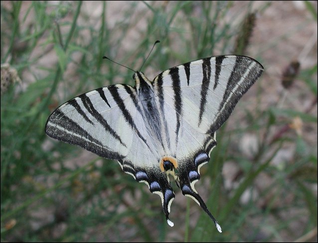 Iphiclides podalirius 5