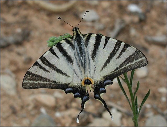 Iphiclides podalirius 6