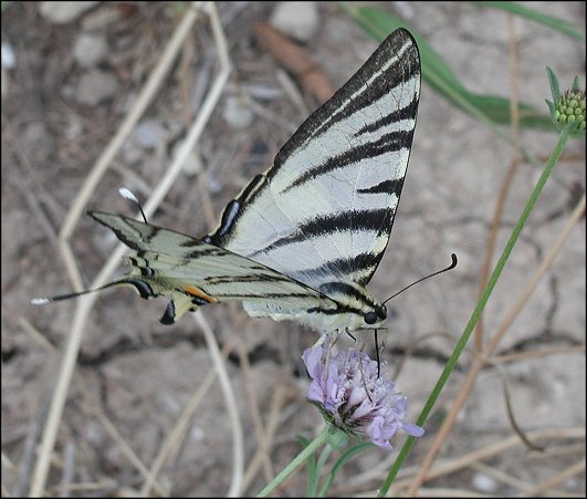Iphiclides podalirius 7