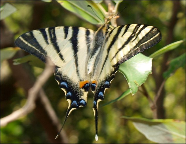 Iphiclides podalirius 8