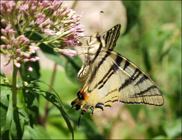 Iphiclides podalirius 9