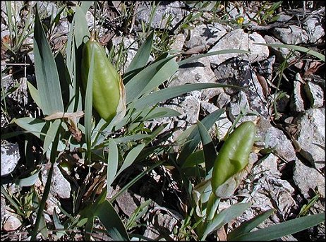 Iris chamaeiris 5