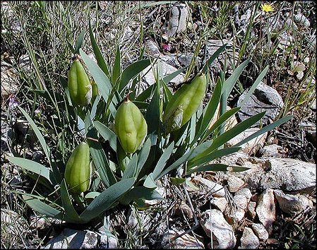 Iris chamaeiris 6