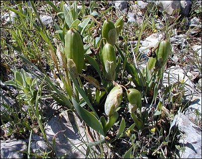 Iris chamaeiris 7