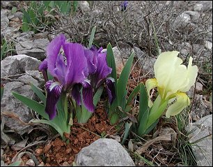 Iris nain