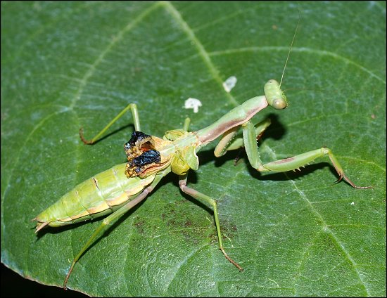 Iris oratoria 5
