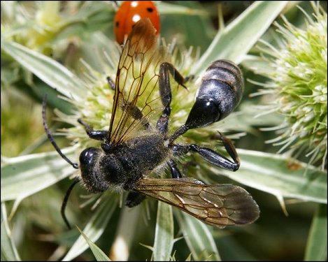 Isodontia mexicana 1