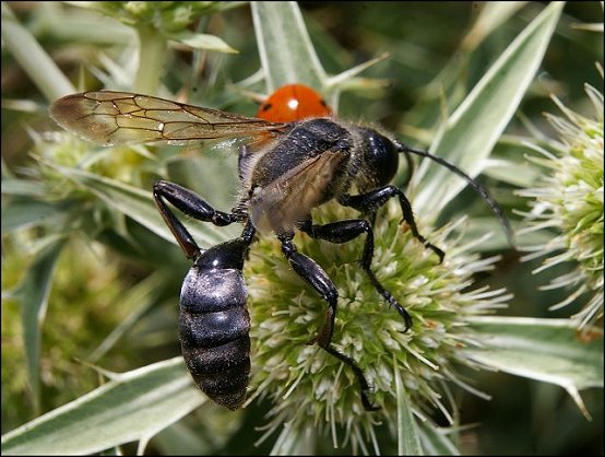 Isodontia mexicana 2