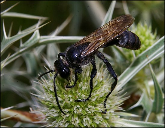 Isodontia mexicana 4