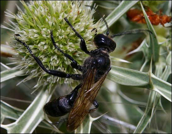 Isodontia mexicana 5