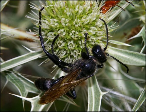 Isodontia mexicana 6