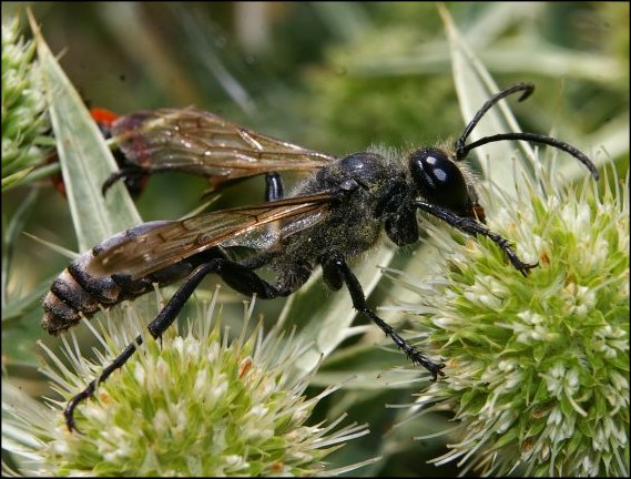 Isodontia mexicana 7