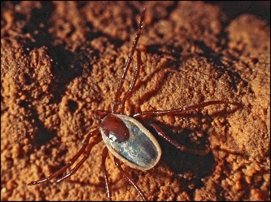 Ixodes vespertilionis 1