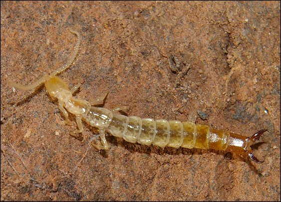 Japyx solifugus 1