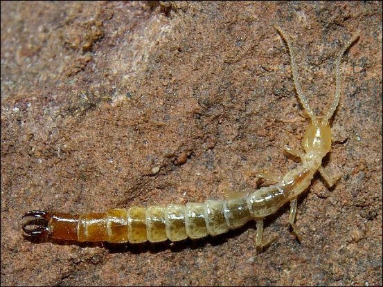 Japyx solifugus 2