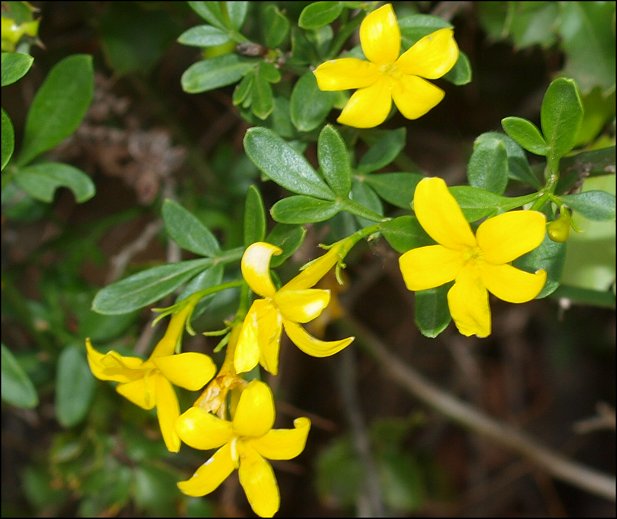 Jasminum fruticans 10
