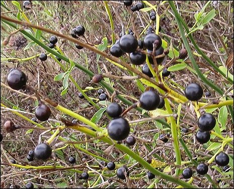 Jasminum fruticans 14
