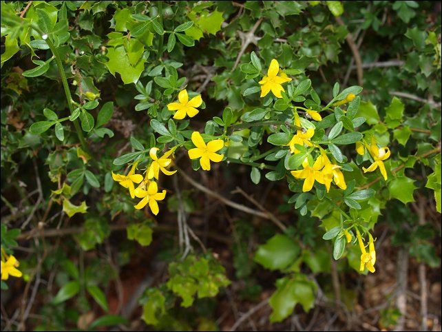 Jasminum fruticans 3
