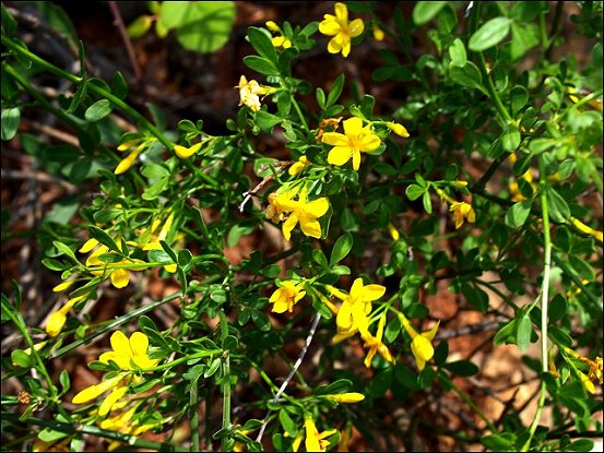 Jasminum fruticans 4
