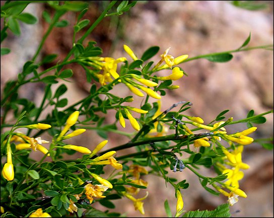 Jasminum fruticans 7
