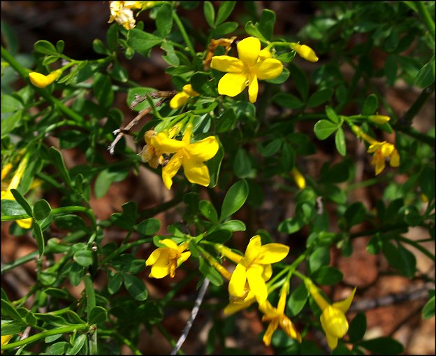 Jasminum fruticans 8