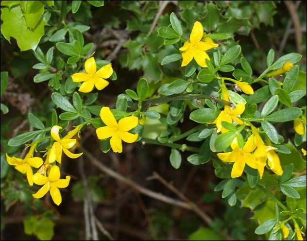 Jasminum fruticans 9