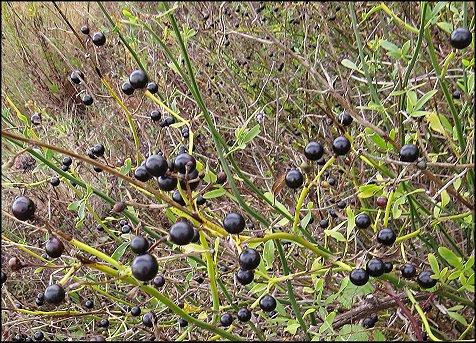 Jasminum fruticans a
