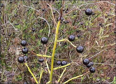Jasminum fruticans b