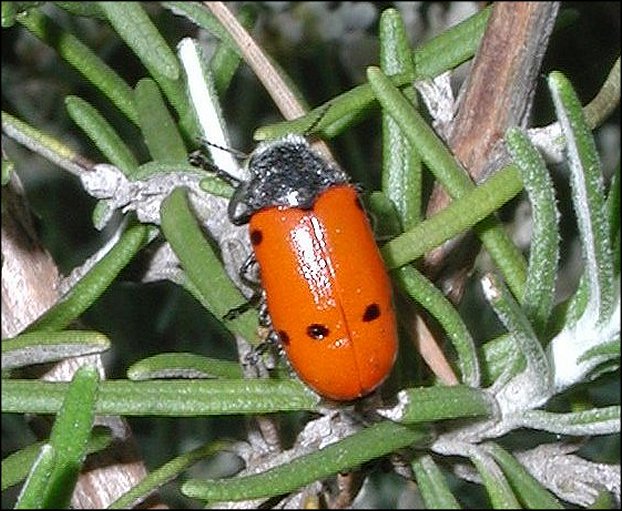 Lachnaia pubescens 1