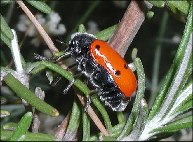 Lachnaia pubescens 2