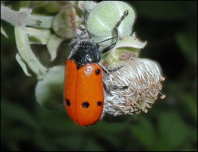 Lachnaia pubescens 3