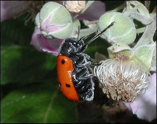 Lachnaia pubescens 4